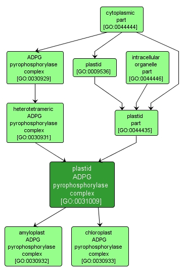 GO:0031009 - plastid ADPG pyrophosphorylase complex (interactive image map)