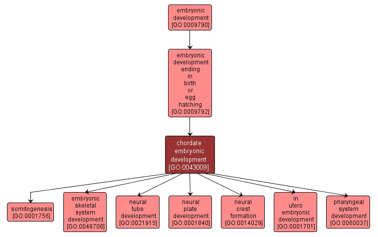 GO:0043009 - chordate embryonic development (interactive image map)