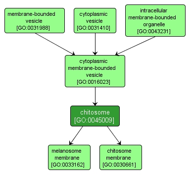 GO:0045009 - chitosome (interactive image map)