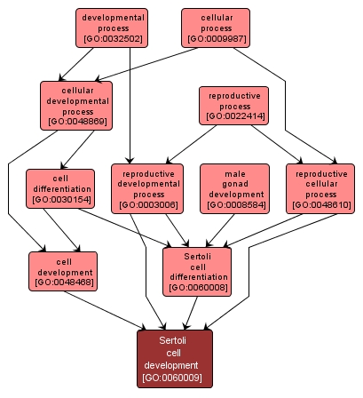 GO:0060009 - Sertoli cell development (interactive image map)