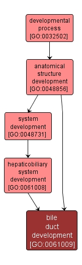 GO:0061009 - bile duct development (interactive image map)