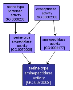 GO:0070009 - serine-type aminopeptidase activity (interactive image map)