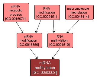 GO:0080009 - mRNA methylation (interactive image map)