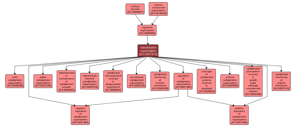 GO:0007010 - cytoskeleton organization (interactive image map)