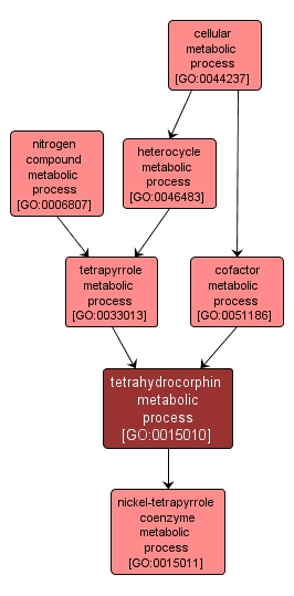 GO:0015010 - tetrahydrocorphin metabolic process (interactive image map)