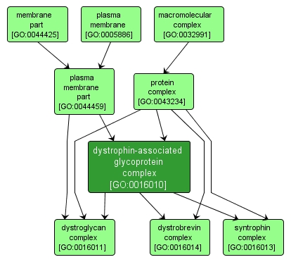 GO:0016010 - dystrophin-associated glycoprotein complex (interactive image map)