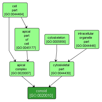GO:0020010 - conoid (interactive image map)