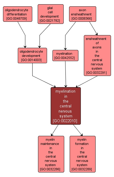 GO:0022010 - myelination in the central nervous system (interactive image map)