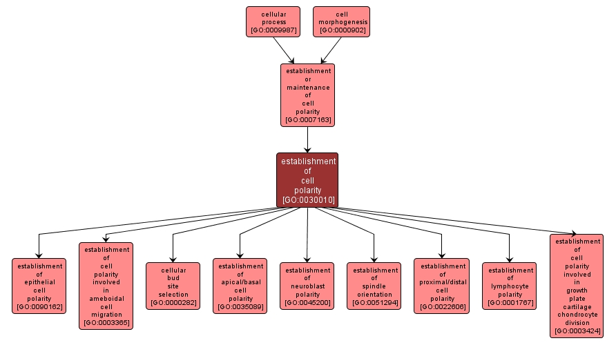 GO:0030010 - establishment of cell polarity (interactive image map)