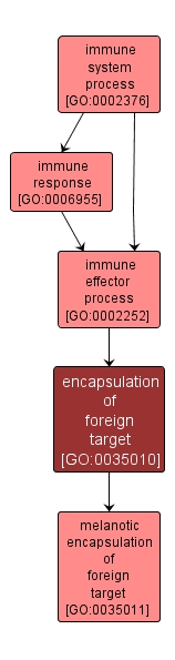 GO:0035010 - encapsulation of foreign target (interactive image map)