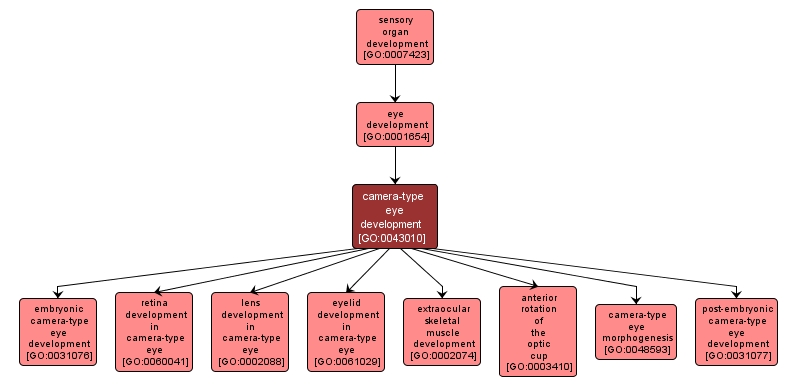 GO:0043010 - camera-type eye development (interactive image map)