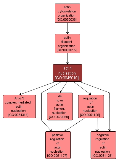 GO:0045010 - actin nucleation (interactive image map)