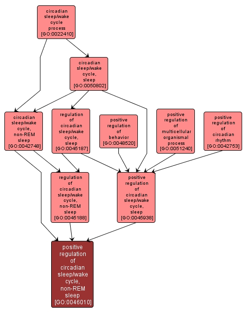 GO:0046010 - positive regulation of circadian sleep/wake cycle, non-REM sleep (interactive image map)