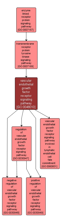 GO:0048010 - vascular endothelial growth factor receptor signaling pathway (interactive image map)