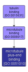 GO:0051010 - microtubule plus-end binding (interactive image map)