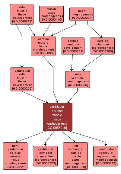 GO:0055010 - ventricular cardiac muscle tissue morphogenesis (interactive image map)