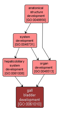 GO:0061010 - gall bladder development (interactive image map)