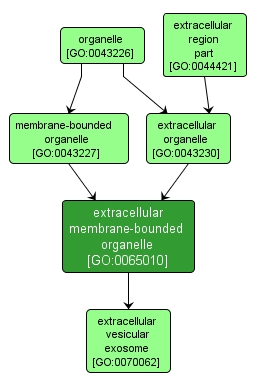 GO:0065010 - extracellular membrane-bounded organelle (interactive image map)