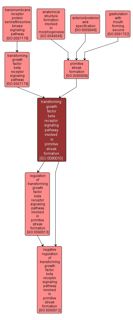GO:0090010 - transforming growth factor beta receptor signaling pathway involved in primitive streak formation (interactive image map)