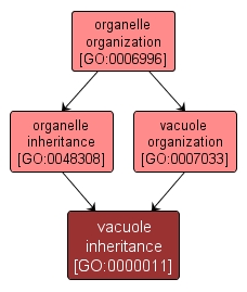 GO:0000011 - vacuole inheritance (interactive image map)