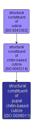 GO:0008011 - structural constituent of pupal chitin-based cuticle (interactive image map)