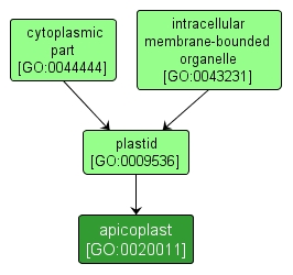 GO:0020011 - apicoplast (interactive image map)