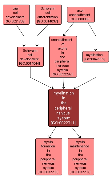 GO:0022011 - myelination in the peripheral nervous system (interactive image map)