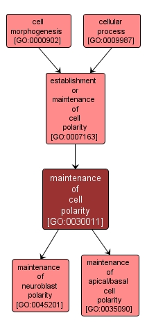 GO:0030011 - maintenance of cell polarity (interactive image map)