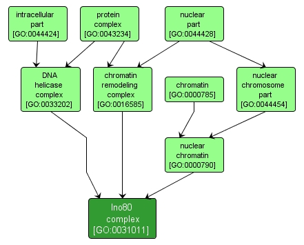 GO:0031011 - Ino80 complex (interactive image map)