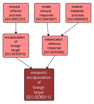 GO:0035011 - melanotic encapsulation of foreign target (interactive image map)