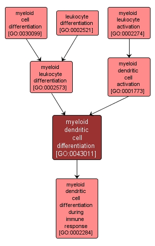 GO:0043011 - myeloid dendritic cell differentiation (interactive image map)
