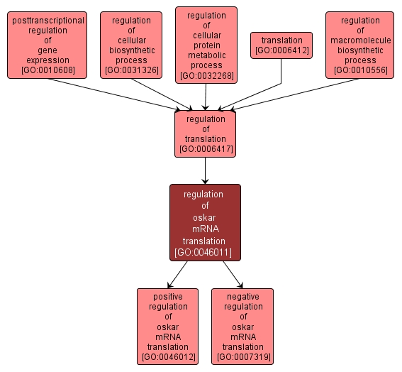 GO:0046011 - regulation of oskar mRNA translation (interactive image map)