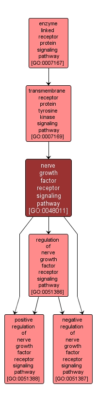 GO:0048011 - nerve growth factor receptor signaling pathway (interactive image map)