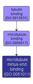 GO:0051011 - microtubule minus-end binding (interactive image map)