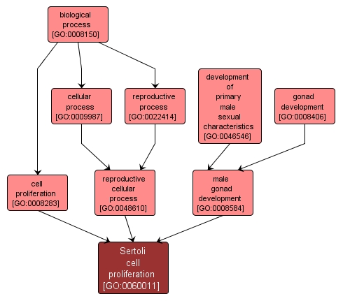 GO:0060011 - Sertoli cell proliferation (interactive image map)