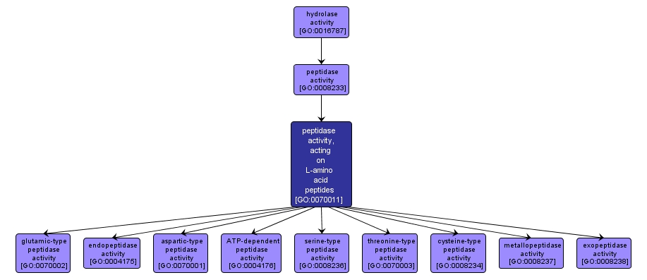GO:0070011 - peptidase activity, acting on L-amino acid peptides (interactive image map)