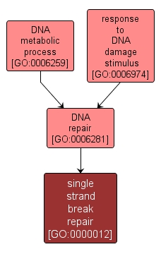 GO:0000012 - single strand break repair (interactive image map)