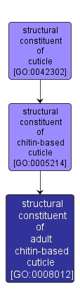GO:0008012 - structural constituent of adult chitin-based cuticle (interactive image map)