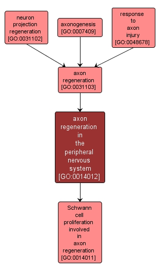 GO:0014012 - axon regeneration in the peripheral nervous system (interactive image map)