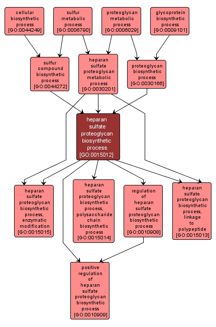 GO:0015012 - heparan sulfate proteoglycan biosynthetic process (interactive image map)