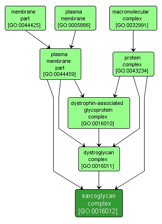 GO:0016012 - sarcoglycan complex (interactive image map)