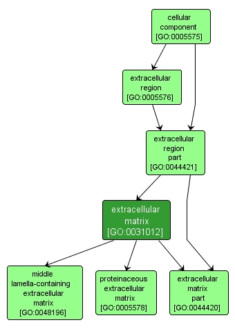 GO:0031012 - extracellular matrix (interactive image map)