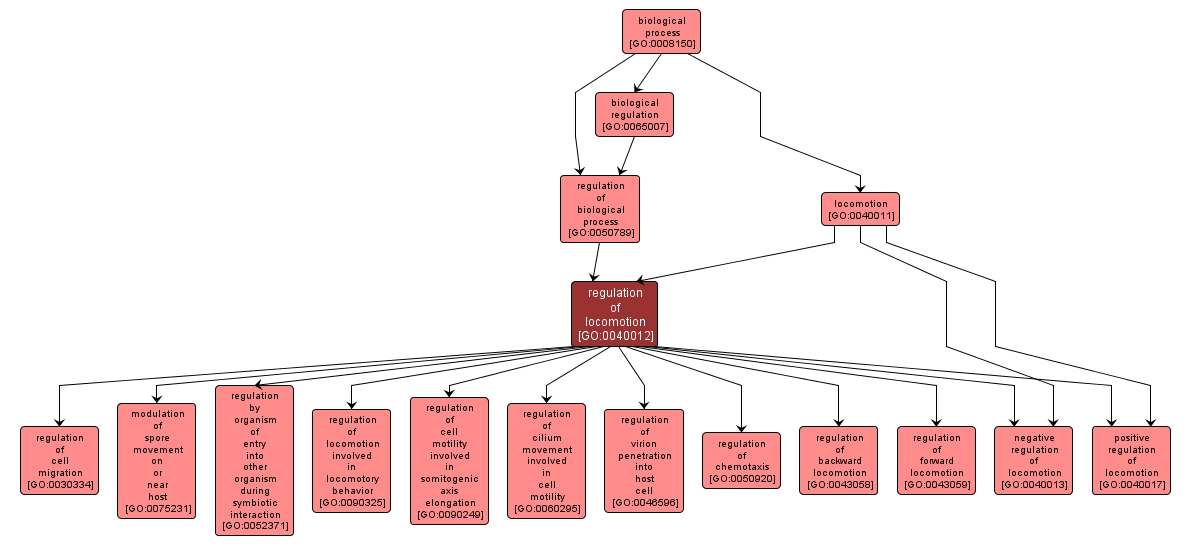 GO:0040012 - regulation of locomotion (interactive image map)