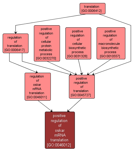 GO:0046012 - positive regulation of oskar mRNA translation (interactive image map)