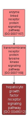 GO:0048012 - hepatocyte growth factor receptor signaling pathway (interactive image map)