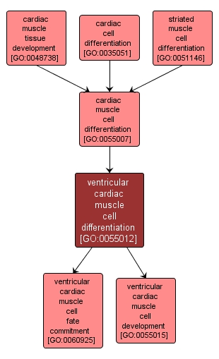 GO:0055012 - ventricular cardiac muscle cell differentiation (interactive image map)