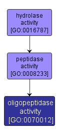 GO:0070012 - oligopeptidase activity (interactive image map)