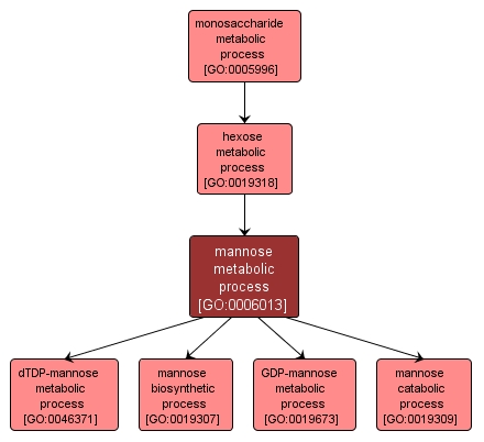 GO:0006013 - mannose metabolic process (interactive image map)