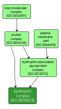 GO:0016013 - syntrophin complex (interactive image map)