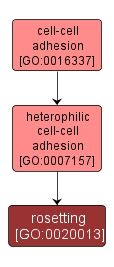 GO:0020013 - rosetting (interactive image map)